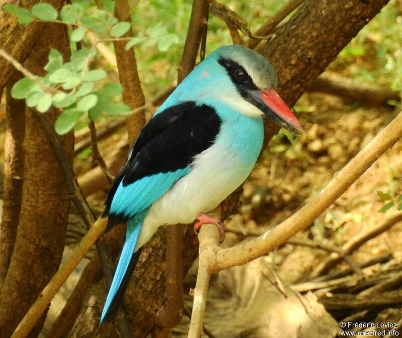 Blue-breasted Kingfisheradult, identification, close-up portrait