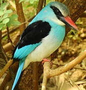 Blue-breasted Kingfisher