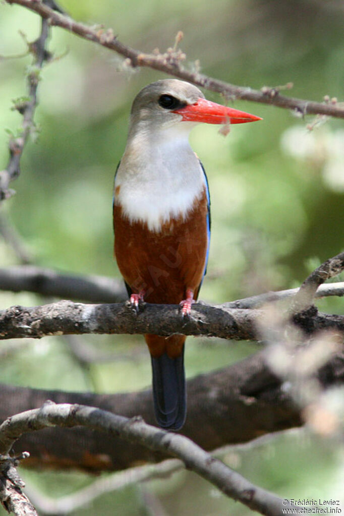 Grey-headed Kingfisheradult, identification