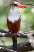 Grey-headed Kingfisher