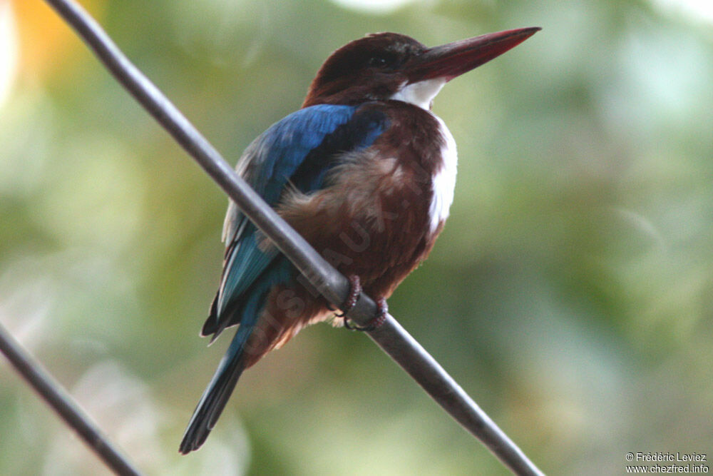 White-throated Kingfisheradult, identification