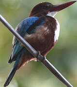 White-throated Kingfisher