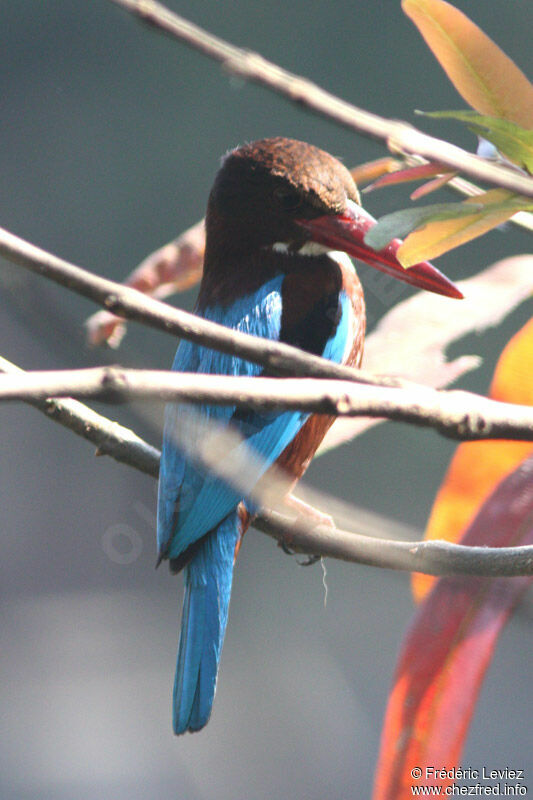 White-throated Kingfisheradult, identification