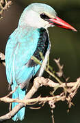 Woodland Kingfisher