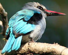 Woodland Kingfisher