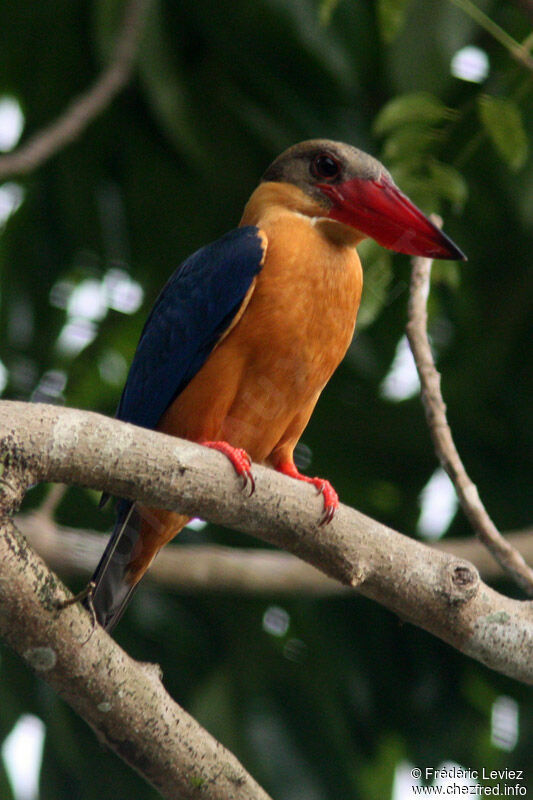 Stork-billed Kingfisheradult, identification