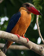 Stork-billed Kingfisher