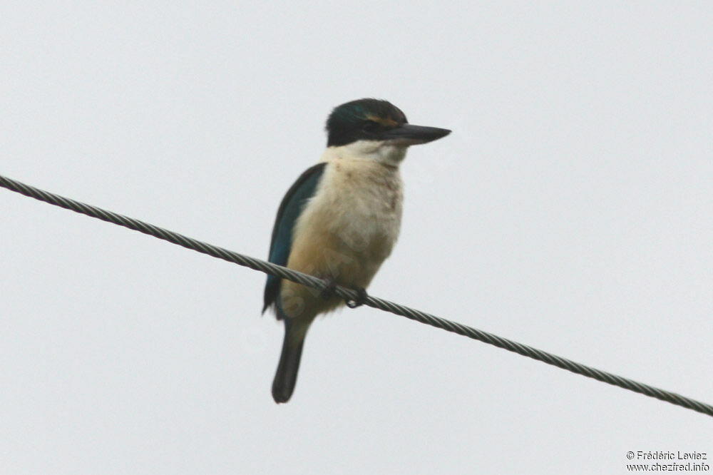 Sacred Kingfisheradult, identification