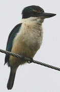 Sacred Kingfisher