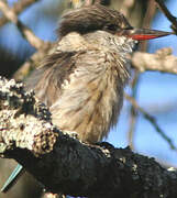 Striped Kingfisher