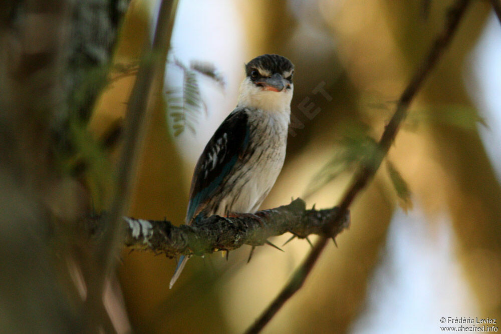 Martin-chasseur striéadulte, identification