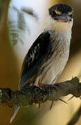 Striped Kingfisher