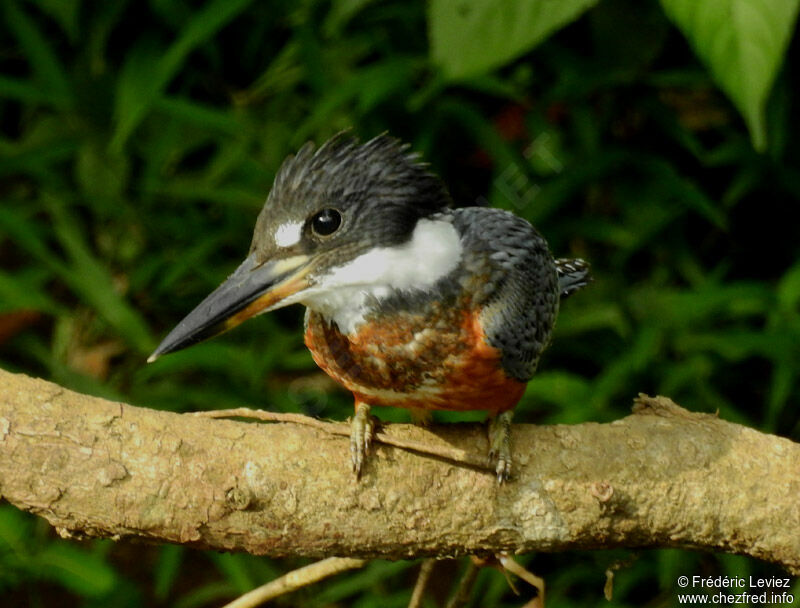 Ringed Kingfisher