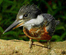 Ringed Kingfisher