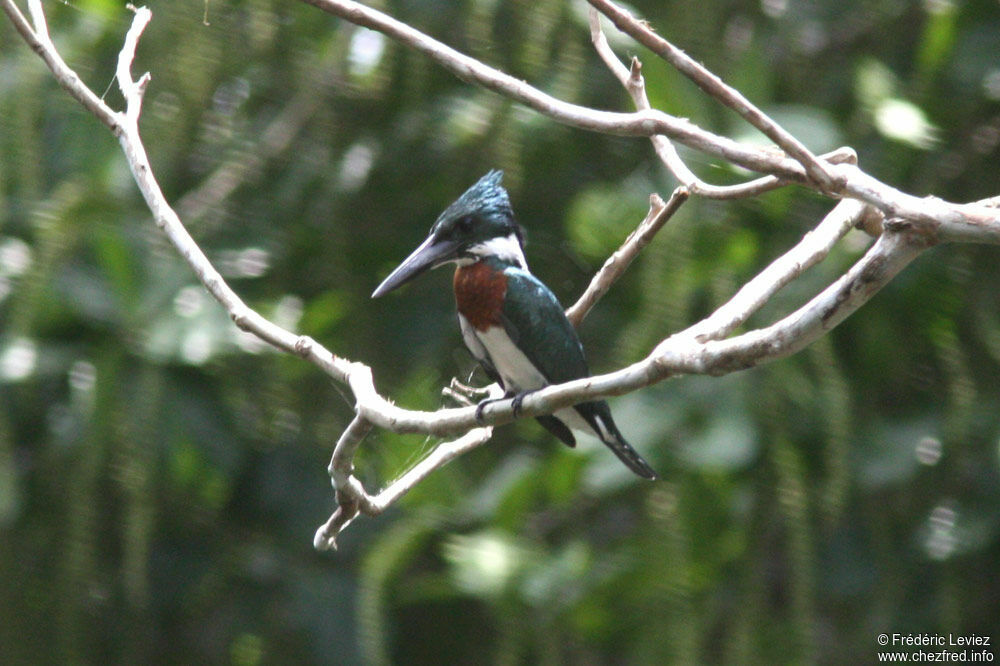 Martin-pêcheur d'Amazonie mâle adulte, identification