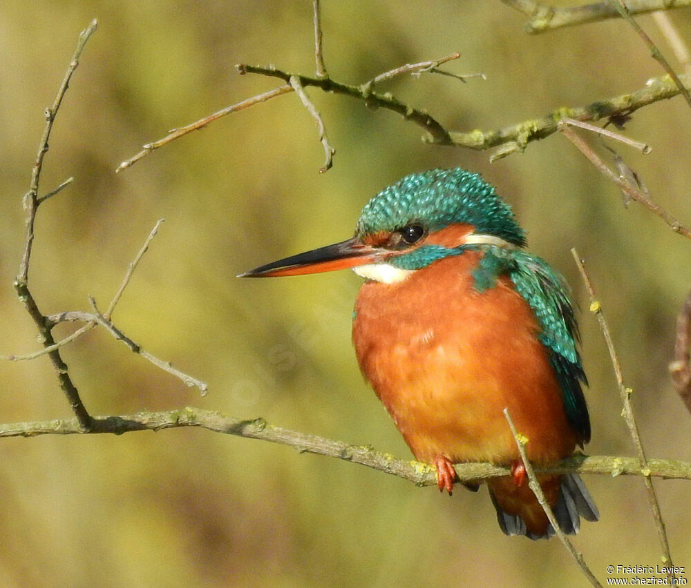 Common Kingfisher female adult, identification, close-up portrait