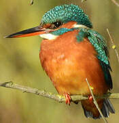 Common Kingfisher