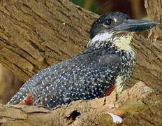 Giant Kingfisher