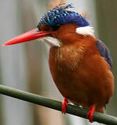 Malachite Kingfisher