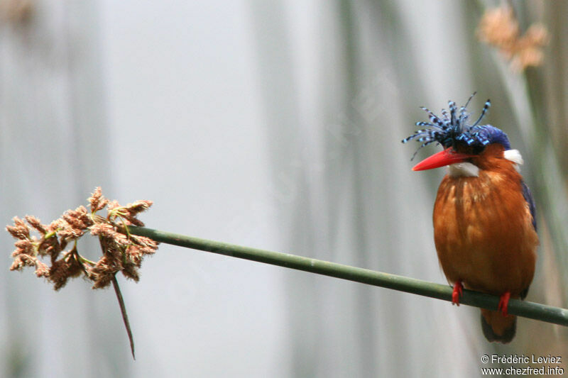 Malachite Kingfisheradult