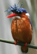 Malachite Kingfisher