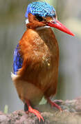 Malachite Kingfisher