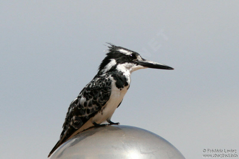 Pied Kingfisheradult