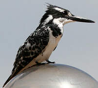 Pied Kingfisher