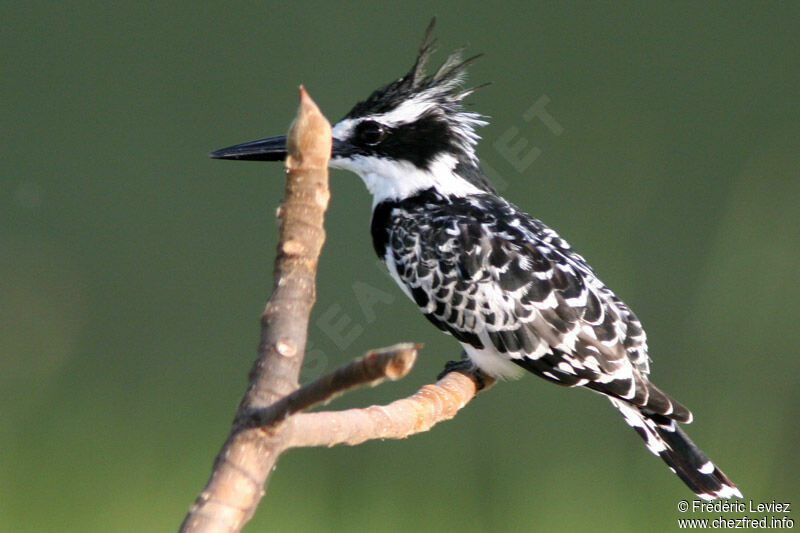 Pied Kingfisheradult