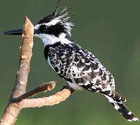 Pied Kingfisher