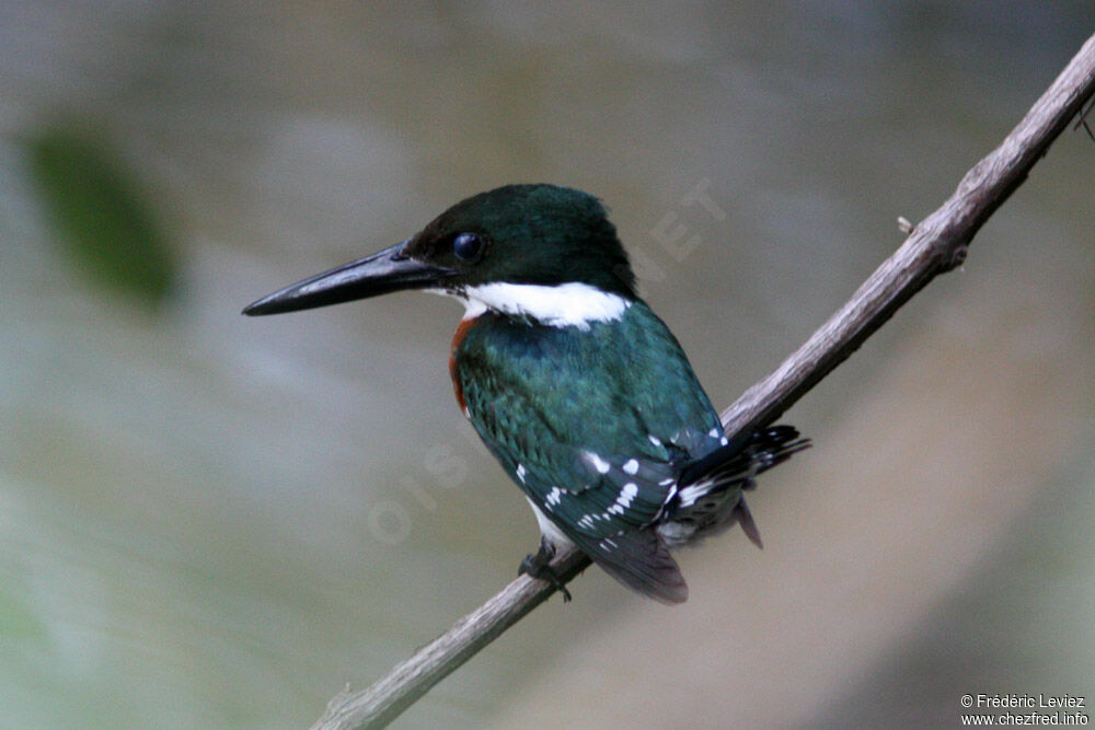 Green Kingfisher male adult, identification