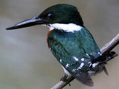 Green Kingfisher