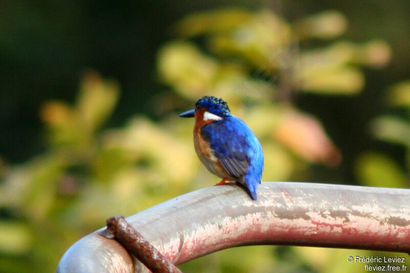 Malagasy Kingfisher