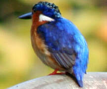 Malagasy Kingfisher