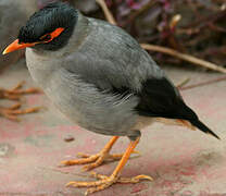 Bank Myna