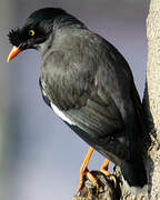 Jungle Myna