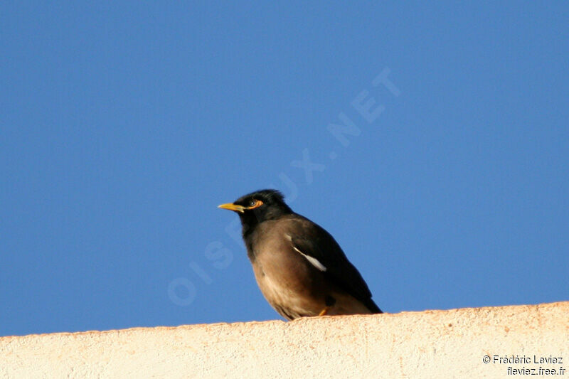 Common Myna