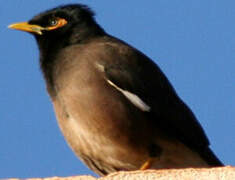 Common Myna