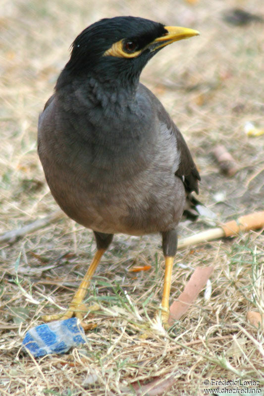 Common Mynaadult