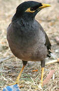 Common Myna