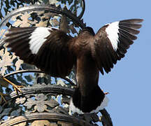 Common Myna