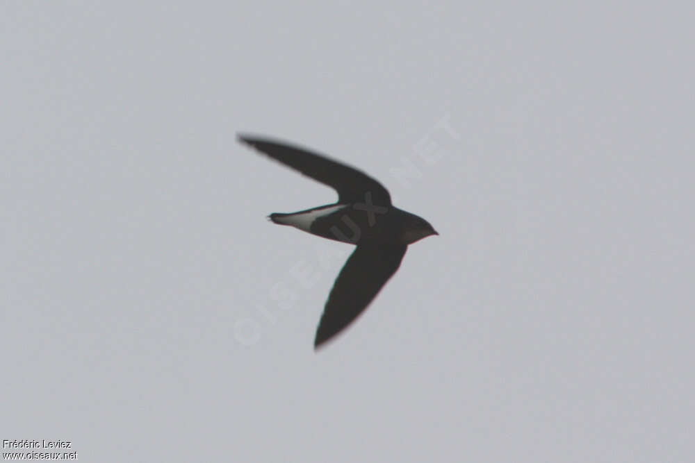 Silver-backed Needletail