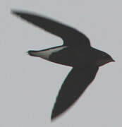 Silver-backed Needletail