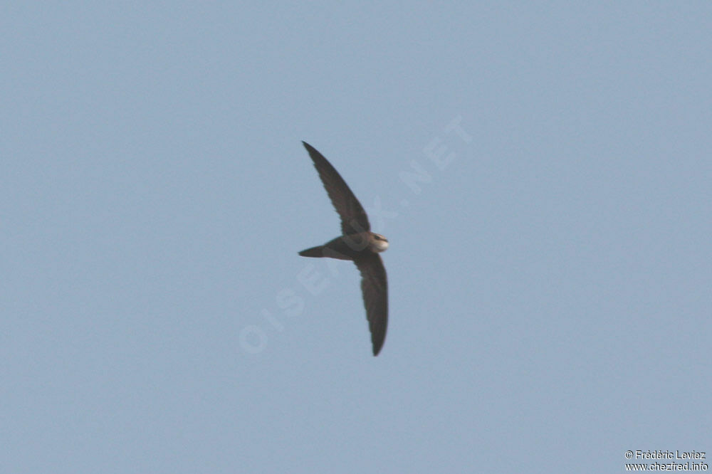 Pallid Swift