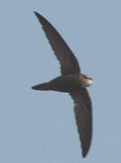 Pallid Swift