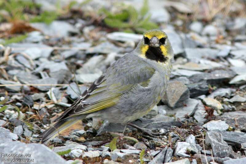 Yellow-bridled Finch male adult