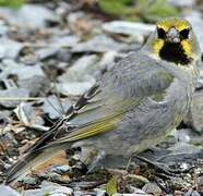 Yellow-bridled Finch