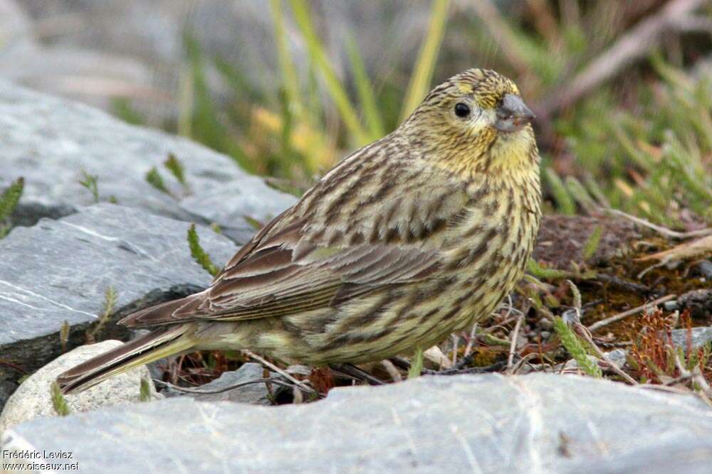 Yellow-bridled Finch female adult