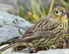 Yellow-bridled Finch