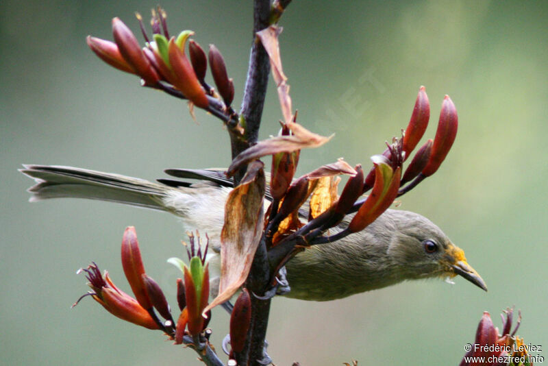 New Zealand Bellbird female adult, identification, Behaviour